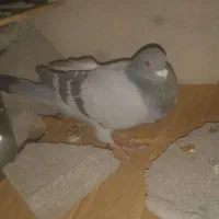 خریدوفروش انواع پرنده