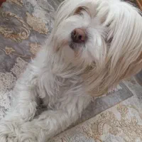 فروشی|سگ|بازرگان, |دیوار