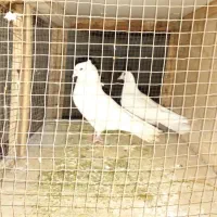 یک جفت کفتر پرشی|پرنده|شهریار, شهرک مصطفی خمینی|دیوار