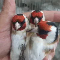 معاوضه با قناری ماده .یا ماده سهره.یا نر