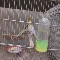 فروش عروس هلندی  دوکت