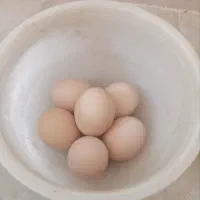 تخم مرغ برهما