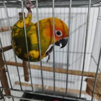 طوطی خورشیدی