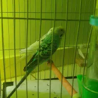 مرغ عشق|پرنده|تهران, زرکش|دیوار