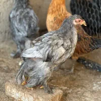 نیمچه برهما