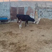 گاوهای جوان|حیوانات مزرعه|قم, تولید دارو و یخچال|دیوار