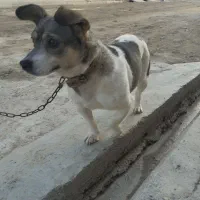 واگذاری سگ پاکوتاه