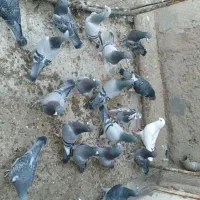 کفتر پلاکی ۱۰ جفت خیلی عالی