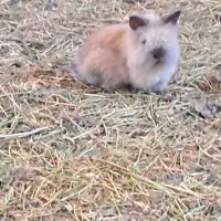 خرگوش و همستر