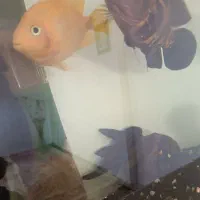 7عدد گوشتخار درشت با تمام لوازم مفت مفت|ماهی|مشهد, بهمن|دیوار