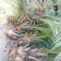 فروش پاجوش نخل پیارم