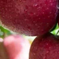 سیب درختی در جعبه های دوردیف