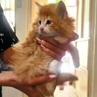 گربه پرشین گلد