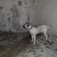 سگ سرابی|سگ|ترکمانچای, |دیوار