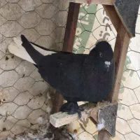 سیاه دم سفید نر شمعک تخت