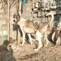 ماده سرابی آلاش|سگ|اردبیل, |دیوار