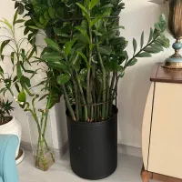 فروش فوری یکجای گل‌های آپارتمانی ‌