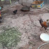 مایل به معاوضه دو عدد خروس با مرغ|حیوانات مزرعه|اهواز, کیانشهر|دیوار