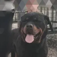 سگ روتوایلر