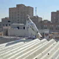 پرنده
