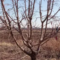 هرس هرس باغبانی