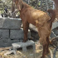کهره نر
