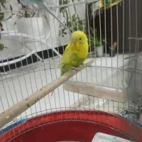 مرغ عشق|پرنده|سیرجان, |دیوار