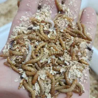 فروش میلورم زنده صادراتی مخصوص خوراک پرنده