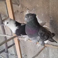 کبوترهماسرور|پرنده|کهریزک, |دیوار