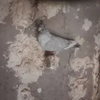 فروش قره الماسی کاکل|پرنده|فسا, |دیوار