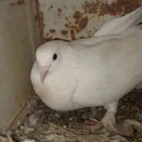 ماده دمسیاه