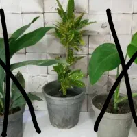 گل آپارتمانی آگلونما برفی و...