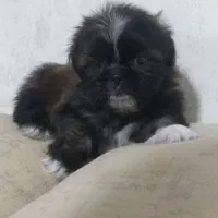 توله شیتزو مینیاتوری سایز صفر|سگ|شهریار, فرارت|دیوار