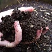 کود خاک برگ بلوط برای گل و گیاه ۳۰کیلو ۳۰۰