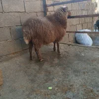 بزغاله با شک رومانوف