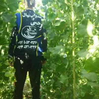 پخش سنوبر تبریزی اصل|خدمات باغبانی و درختکاری|تربت جام, شهید نصرالهی|دیوار