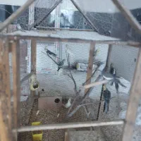 عروس هلندی مولد|پرنده|زید آباد, |دیوار