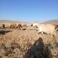 بز داشتی و کشتی|حیوانات مزرعه|کوهدشت, |دیوار