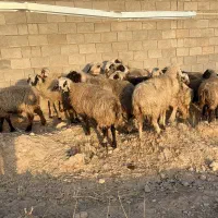 1۸راس میش داشتی|حیوانات مزرعه|شیراز, کرونی(خاتونک)|دیوار