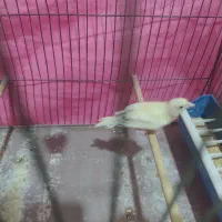 جوجه قناری نر پرتقالی 3 ماهه ،در حال ریزه خونی