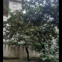 زمین-230-متری-بیستون-احساندوست