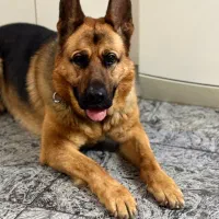 گمشده|حیوانات|ارومیه, |دیوار