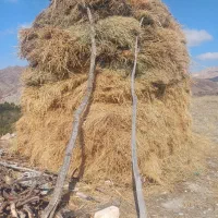 فروش علوفه|خدمات باغبانی و درختکاری|مشگین شهر, |دیوار