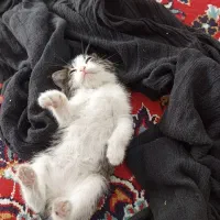 بچه گربه