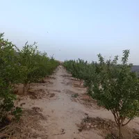 فروش باغ|فروش زمین و ملک کلنگی|اصفهان, دستگرده|دیوار