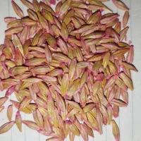 جو بذری