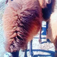 دو تا میش جوان و سالم