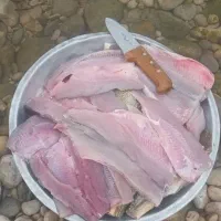 ماهی تازه سوسن رودخونه کارون