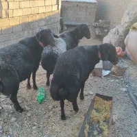 قوچ همو و بره نر هترو