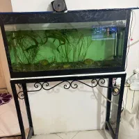 فروش دوتااکواریوم|ماهی|مشهد, امیریه|دیوار